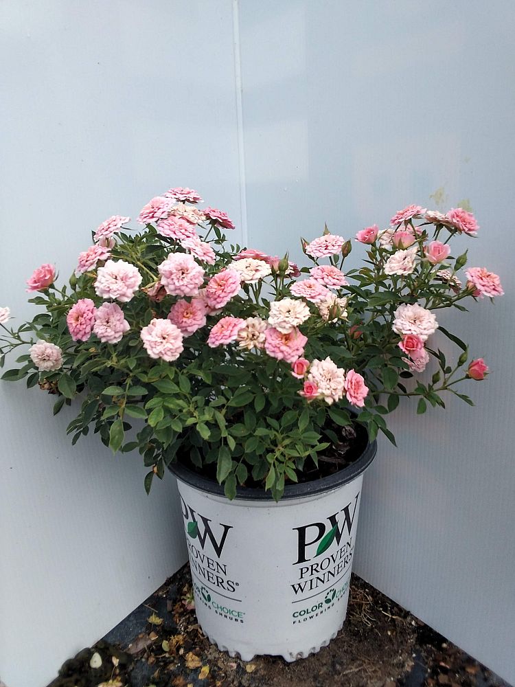 rosa-zlemarianneyoshida-oso-happy-reg-petit-pink-rose