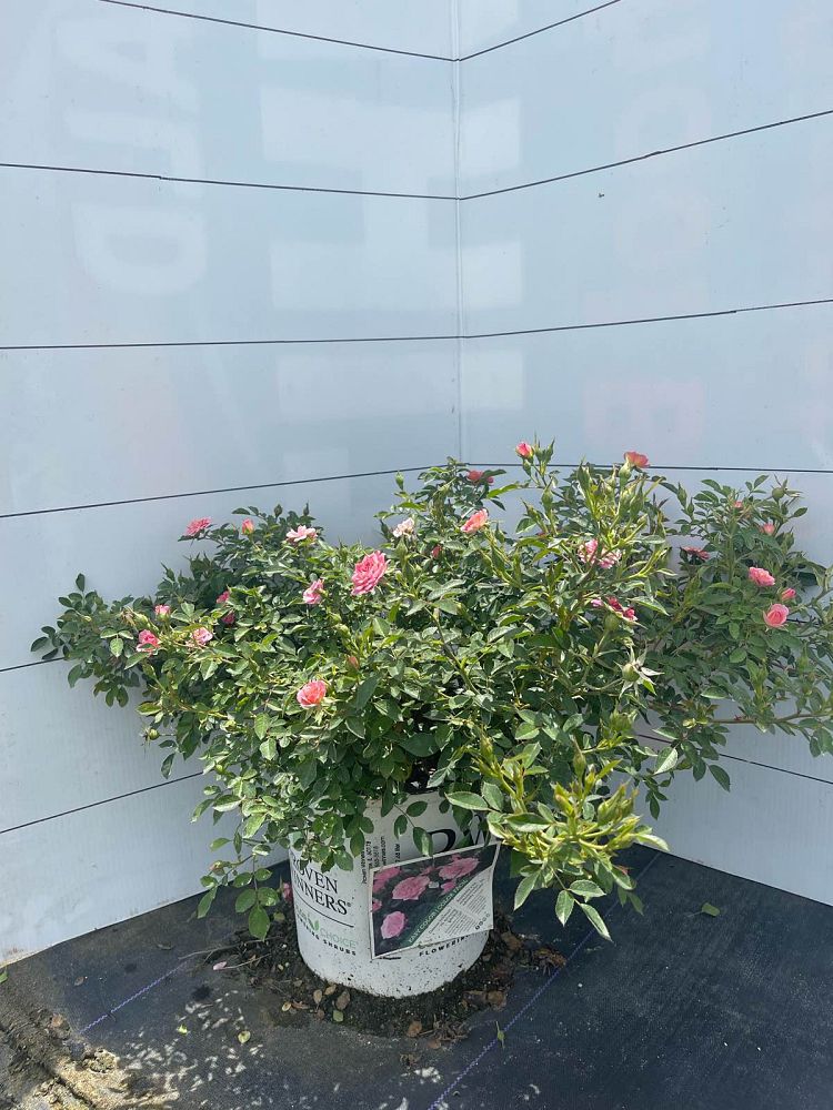 rosa-zlemarianneyoshida-oso-happy-reg-petit-pink-rose
