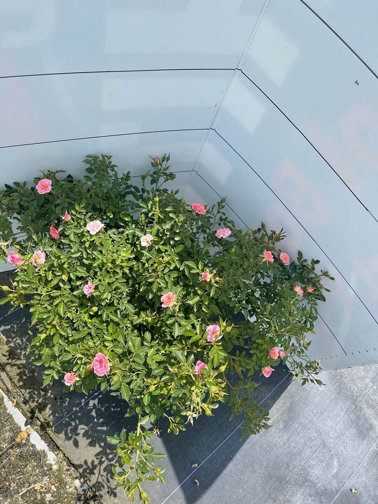 rosa-zlemarianneyoshida-oso-happy-reg-petit-pink-rose
