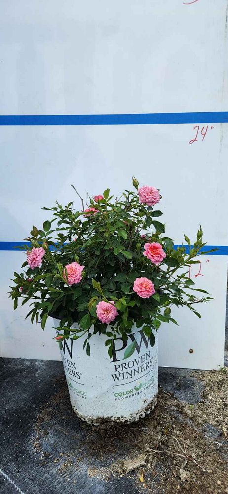 rosa-zlemarianneyoshida-oso-happy-reg-petit-pink-rose