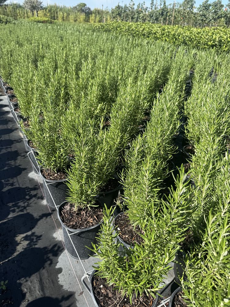 rosmarinus-officinalis-barbeque-rosemary