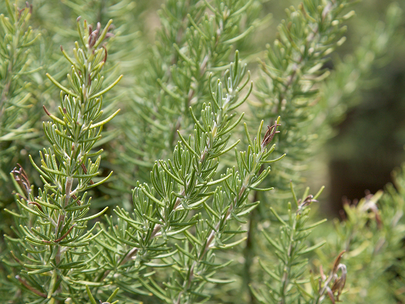 rosmarinus-officinalis-chef-s-choice-rosemary