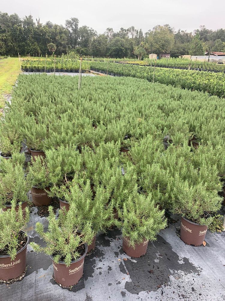 rosmarinus-officinalis-chef-s-choice-rosemary