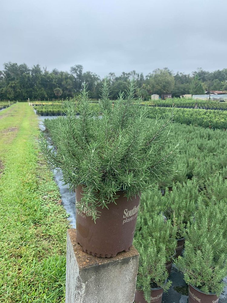 rosmarinus-officinalis-chef-s-choice-rosemary