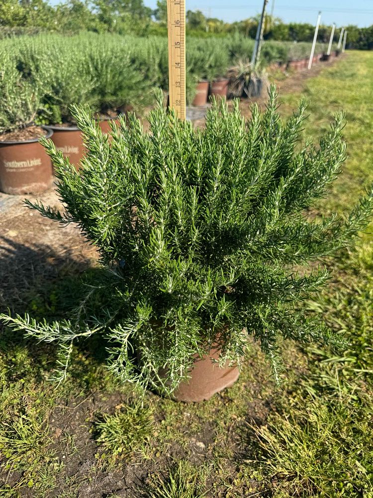 rosmarinus-officinalis-chef-s-choice-rosemary