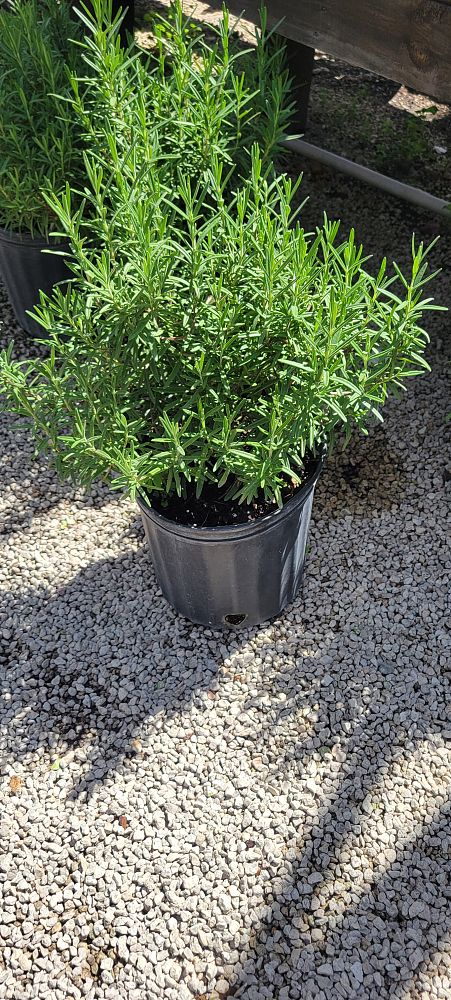 rosmarinus-officinalis-herb-cottage-rosemary