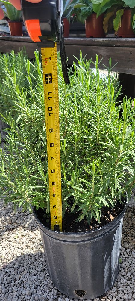 rosmarinus-officinalis-herb-cottage-rosemary