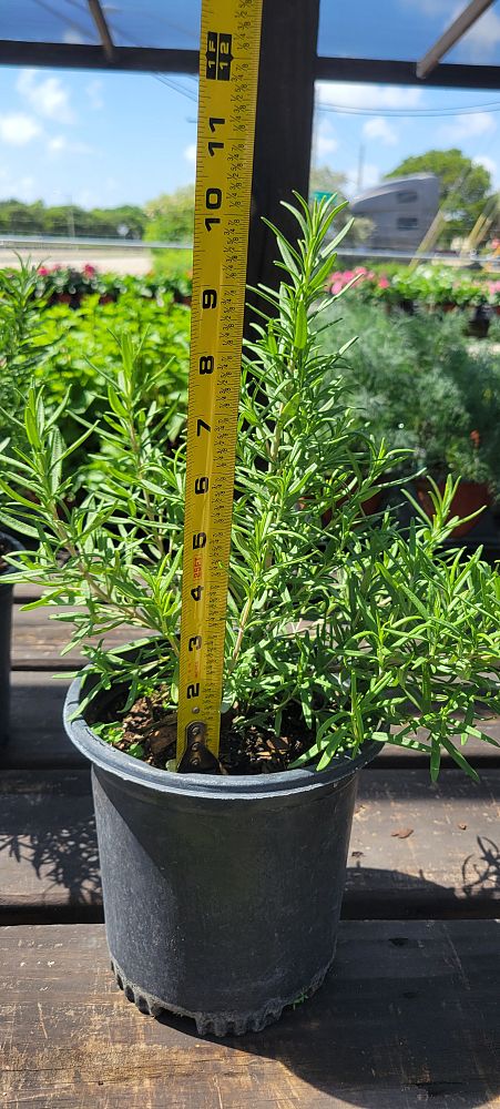 rosmarinus-officinalis-herb-cottage-rosemary