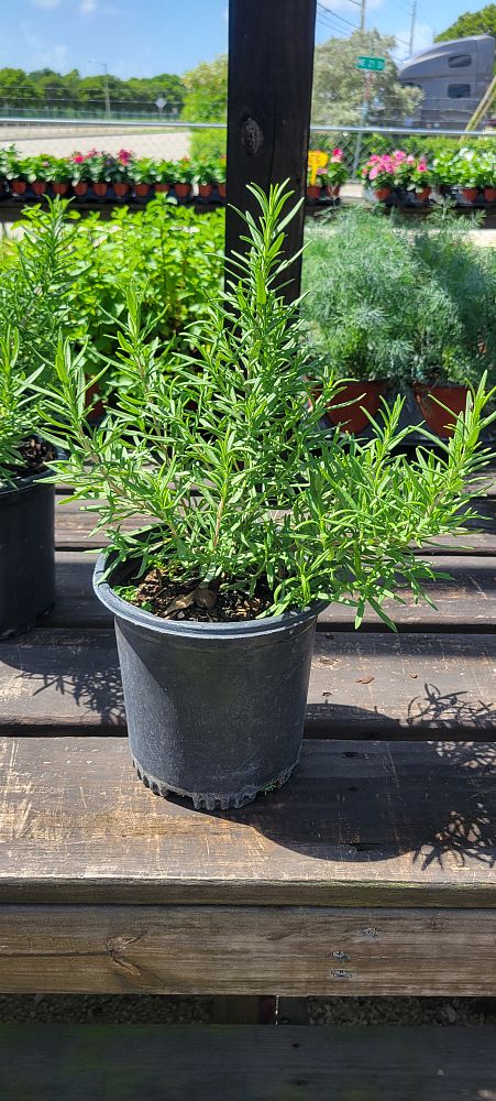 rosmarinus-officinalis-herb-cottage-rosemary