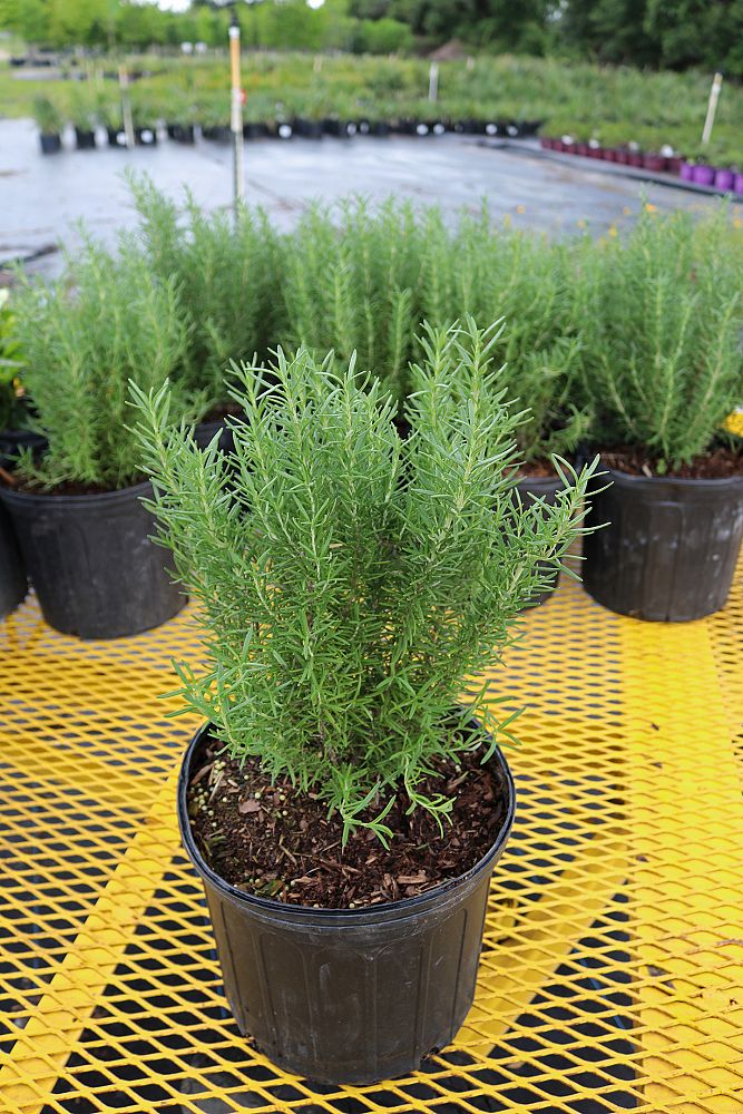 rosmarinus-officinalis-perigord-rosemary-upright