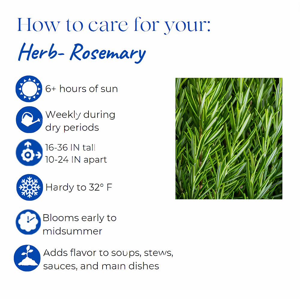 rosmarinus-officinalis-perigord-rosemary-upright