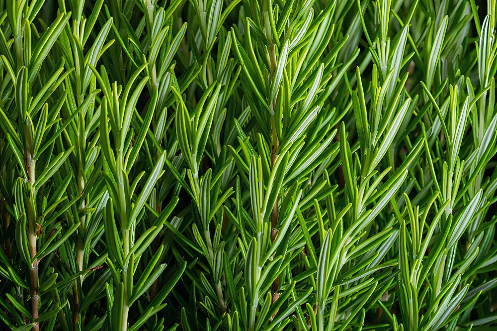 rosmarinus-officinalis-perigord-rosemary-upright