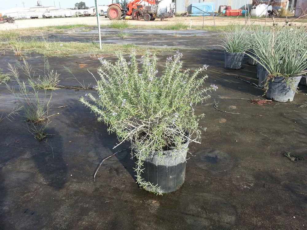rosmarinus-officinalis-prostratus-rosemary-creeping