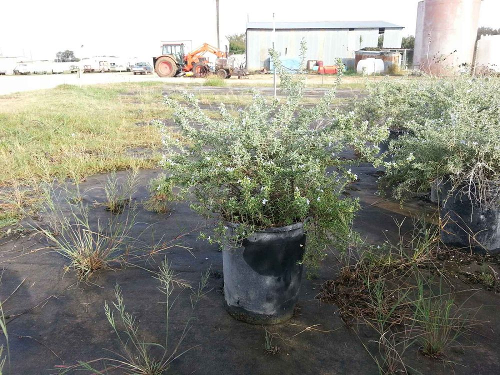rosmarinus-officinalis-prostratus-rosemary-creeping