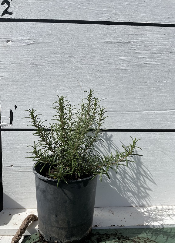 rosmarinus-officinalis-prostratus-rosemary-creeping