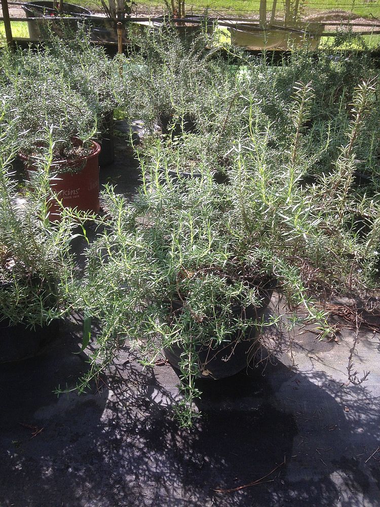 rosmarinus-officinalis-prostratus-rosemary-creeping