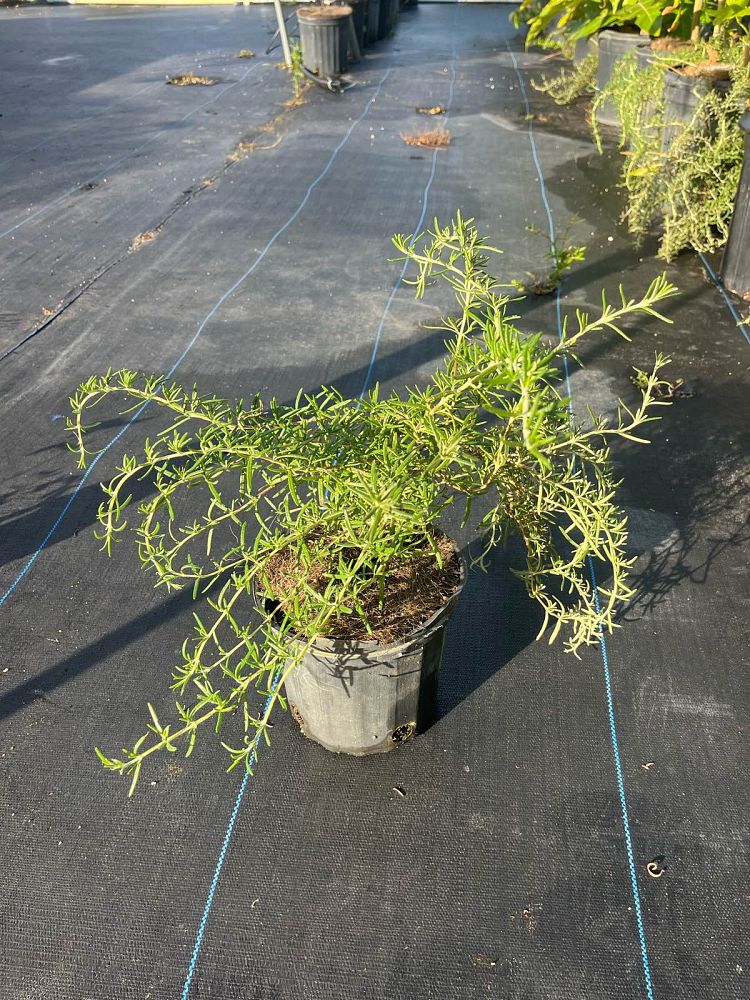 rosmarinus-officinalis-prostratus-rosemary-creeping