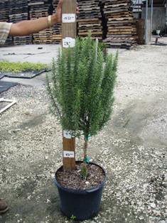 rosmarinus-officinalis-rosemary