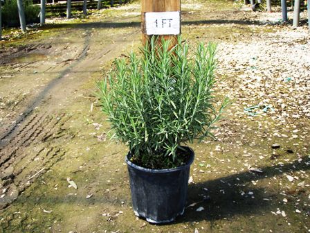 rosmarinus-officinalis-rosemary
