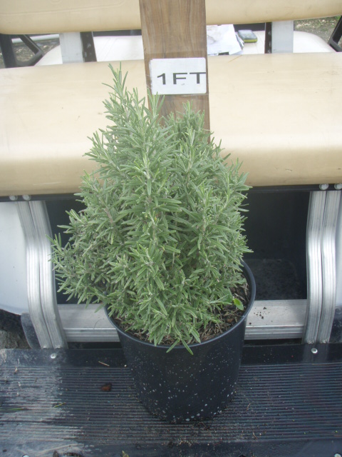 rosmarinus-officinalis-rosemary
