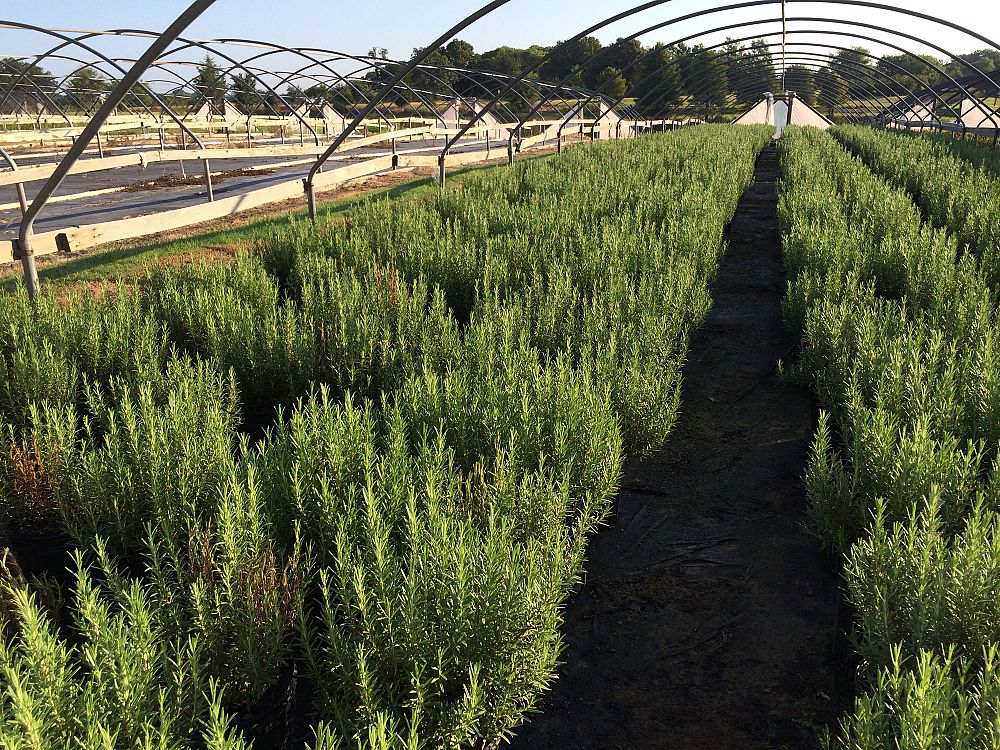 rosmarinus-officinalis-rosemary