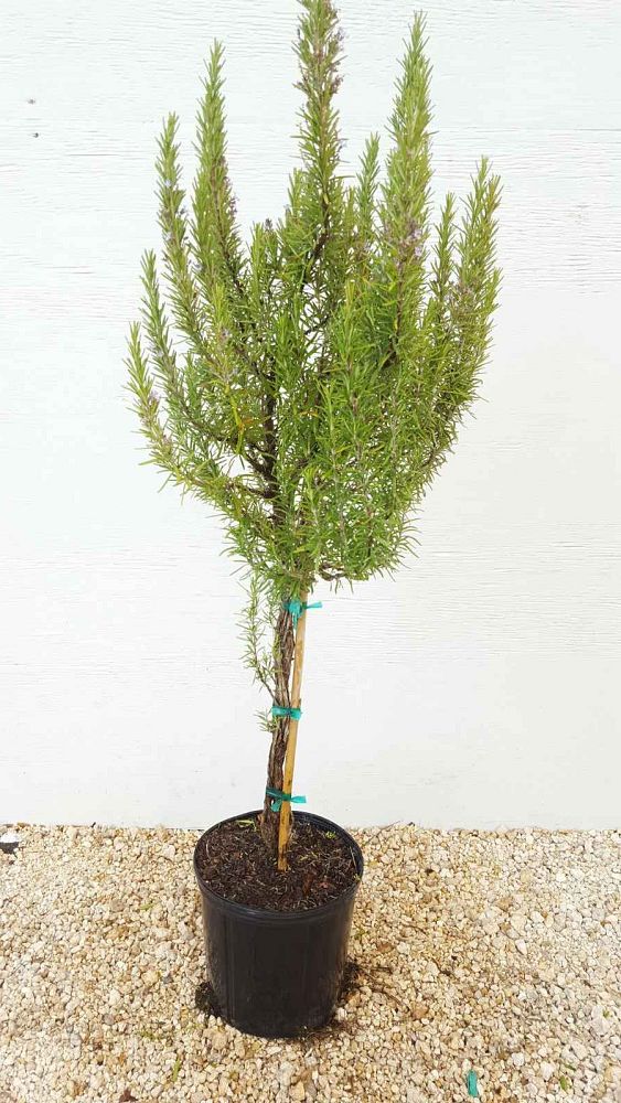 rosmarinus-officinalis-rosemary