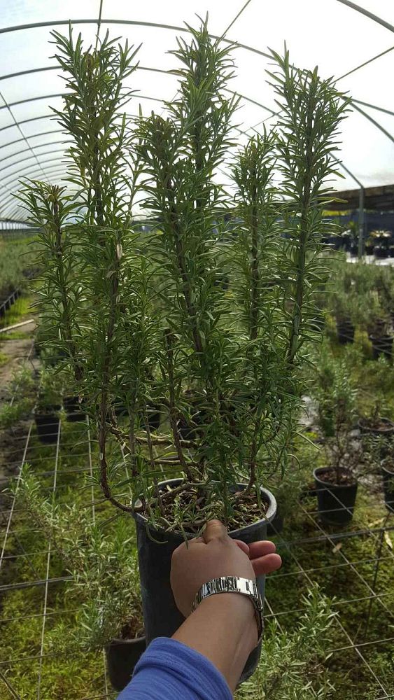 rosmarinus-officinalis-rosemary