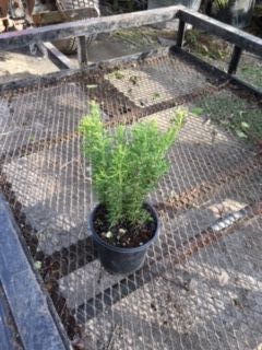 rosmarinus-officinalis-rosemary