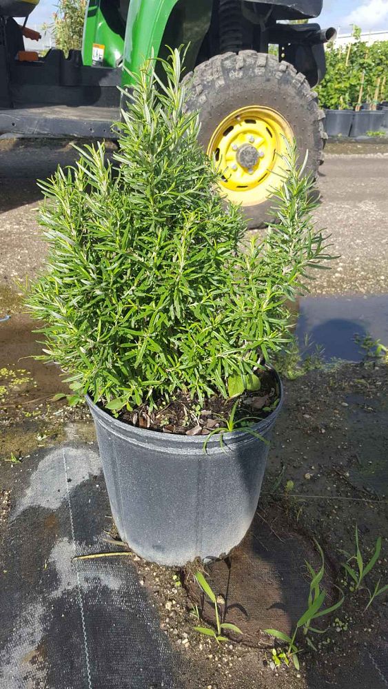 rosmarinus-officinalis-rosemary