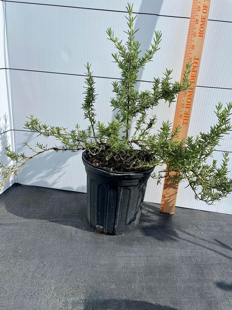 rosmarinus-officinalis-rosemary