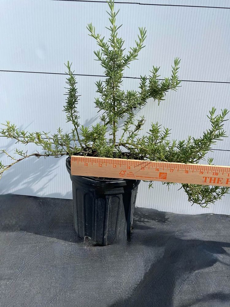 rosmarinus-officinalis-rosemary