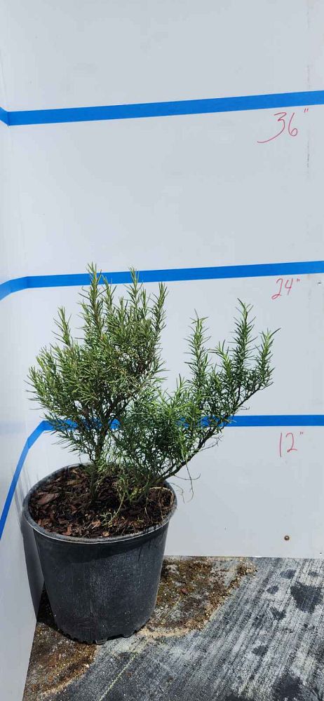 rosmarinus-officinalis-rosemary