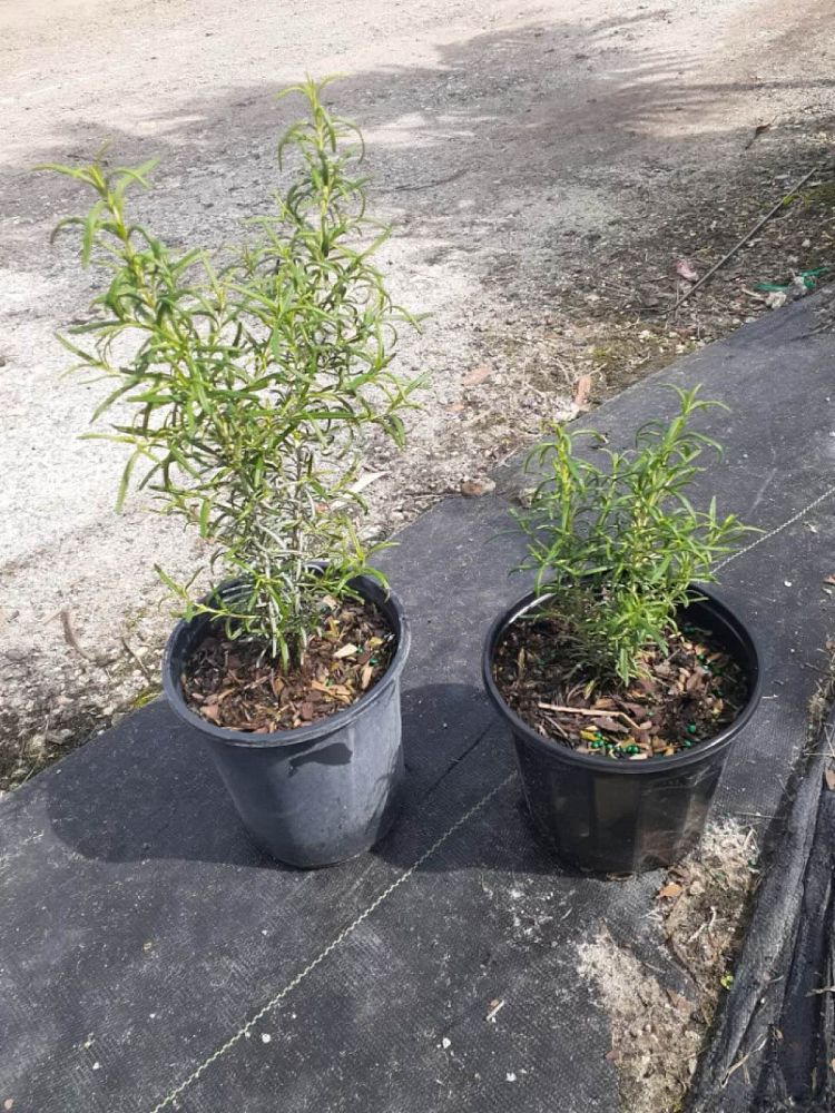 rosmarinus-officinalis-rosemary
