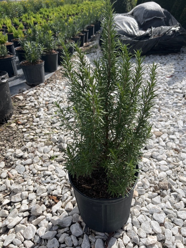 rosmarinus-officinalis-rosemary
