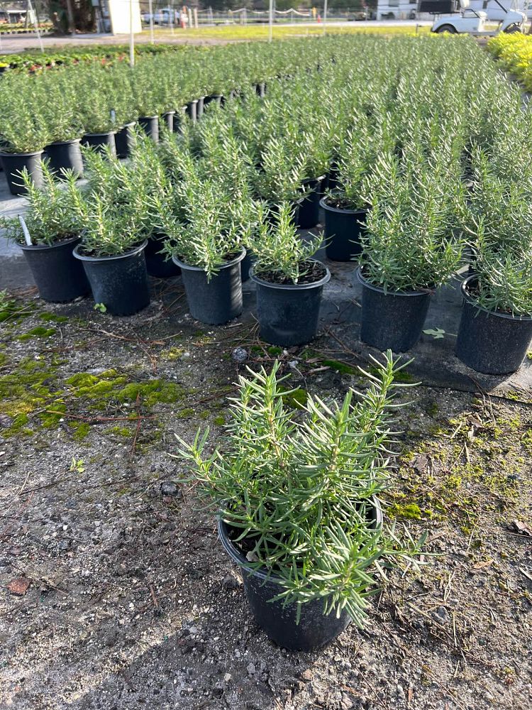 rosmarinus-officinalis-rosemary