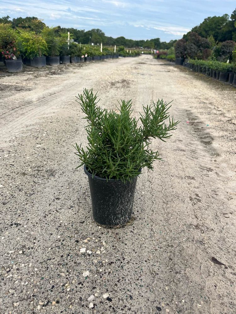 rosmarinus-officinalis-rosemary