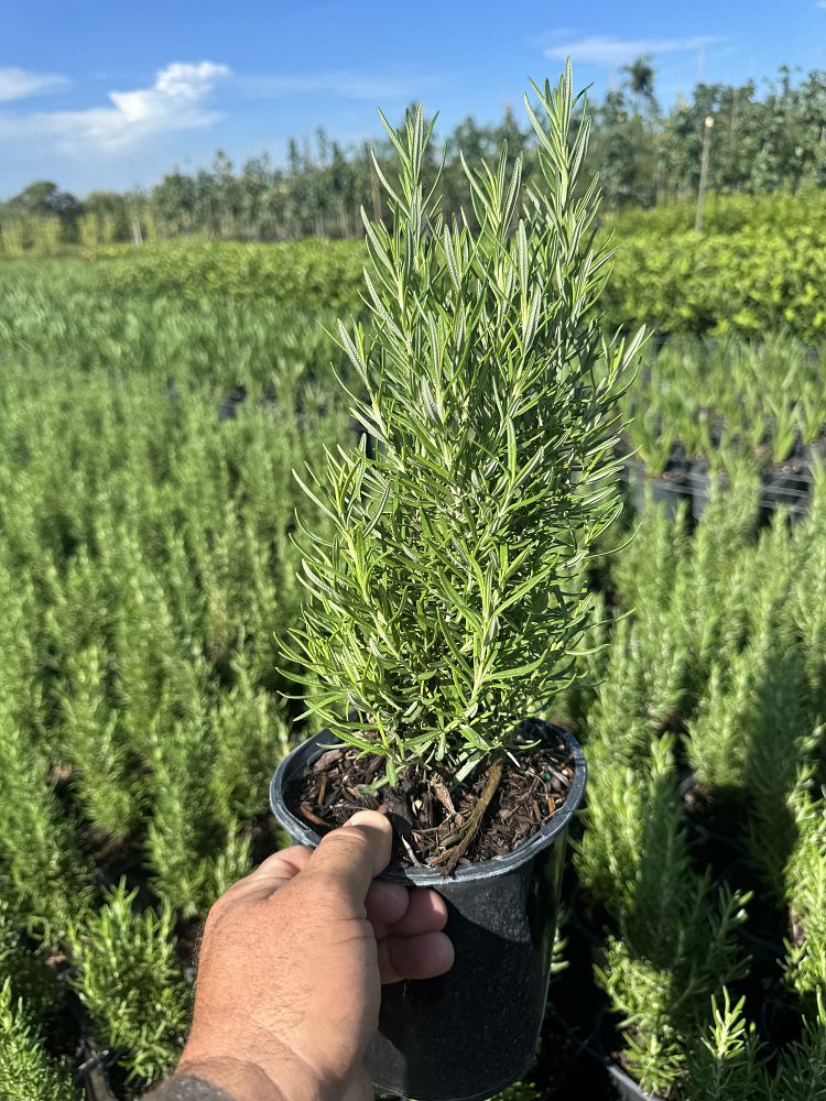 rosmarinus-officinalis-rosemary