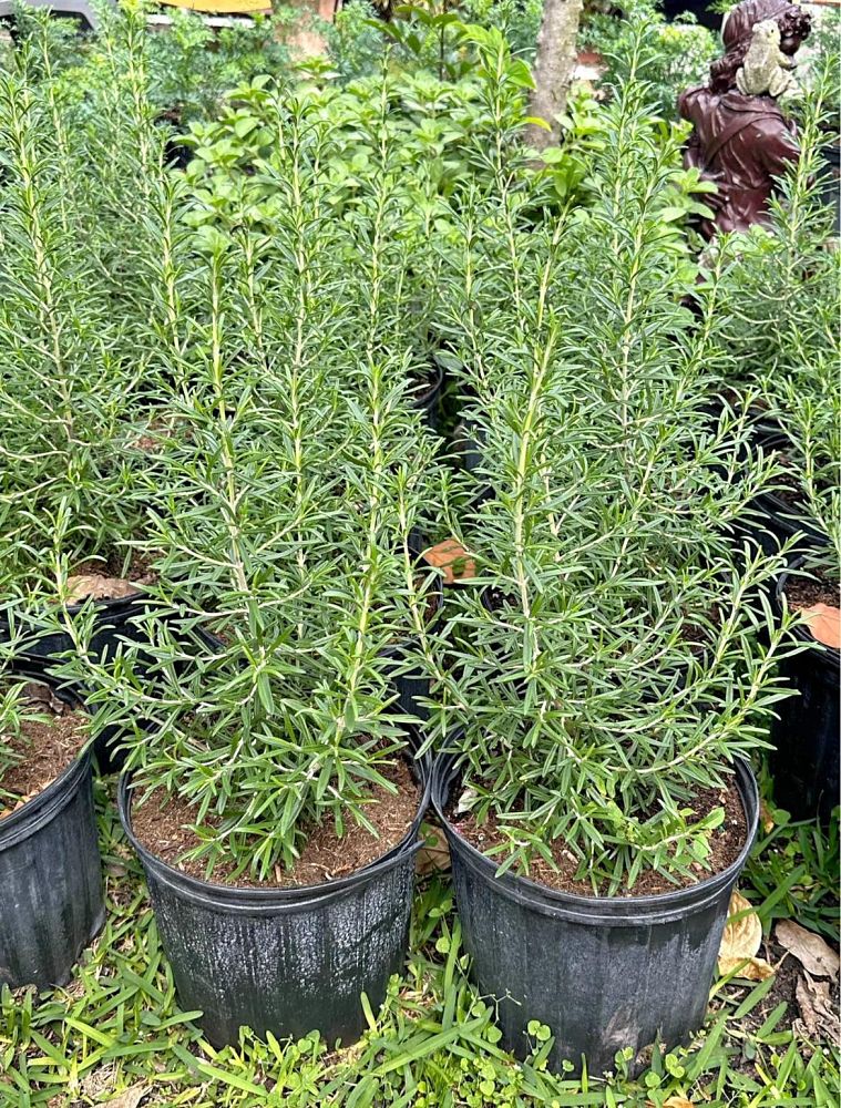 rosmarinus-officinalis-rosemary