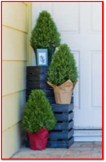 rosmarinus-officinalis-topiary-cone-rosemary