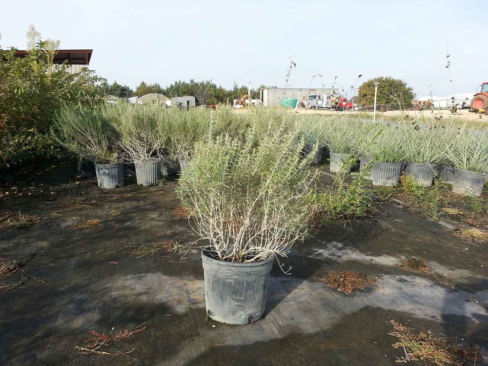 rosmarinus-officinalis-tuscan-blue-rosemary