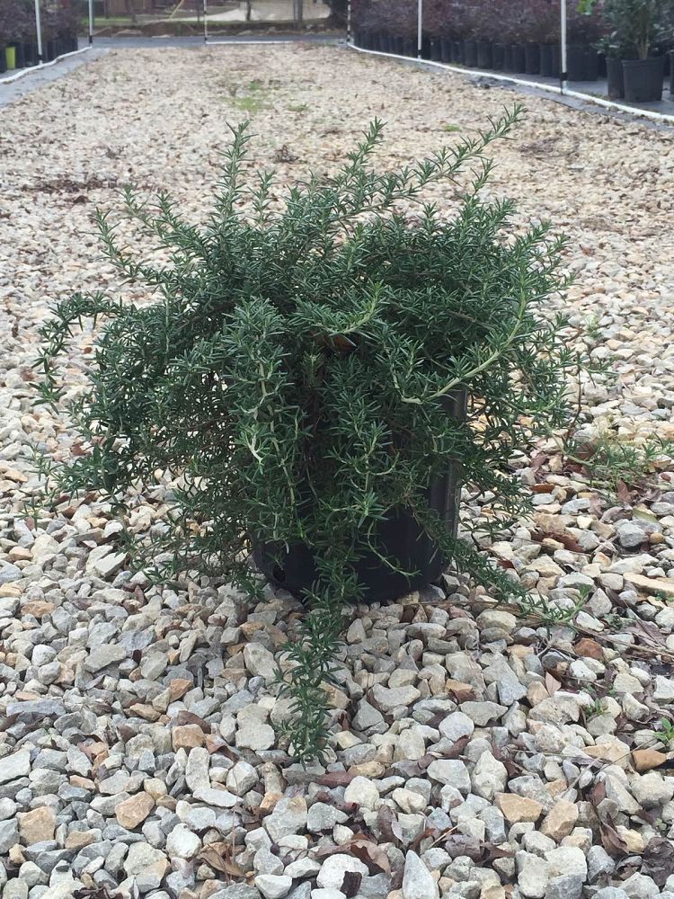 rosmarinus-officinalis-tuscan-blue-rosemary