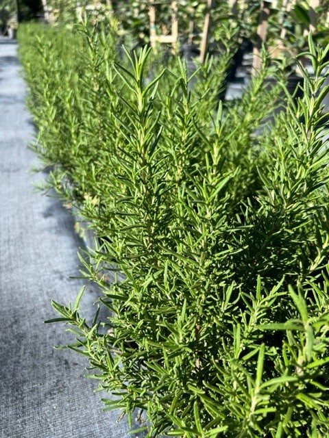 rosmarinus-officinalis-tuscan-blue-rosemary