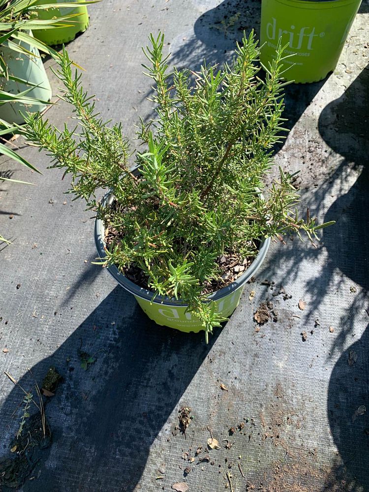 rosmarinus-rosemary