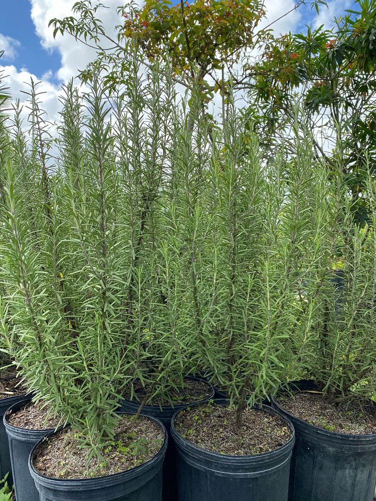 rosmarinus-rosemary