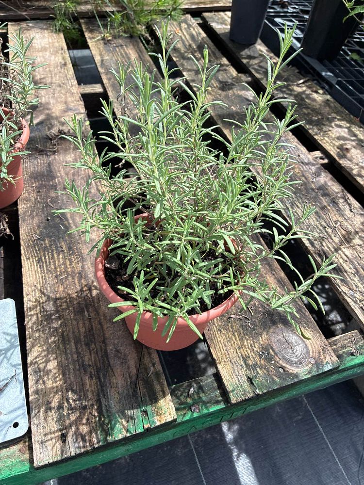 rosmarinus-rosemary