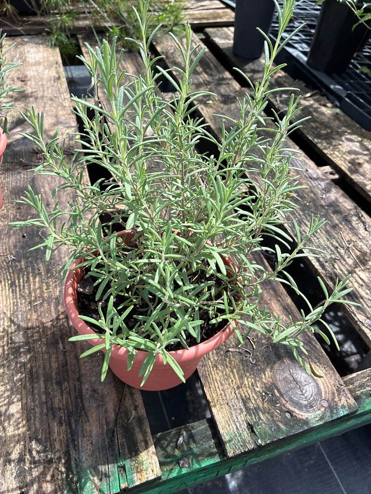 rosmarinus-rosemary