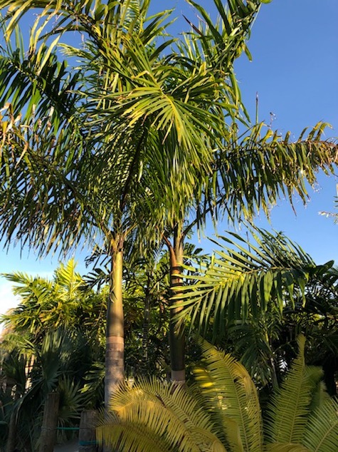 roystonea-borinquena-puerto-rican-royal-palm