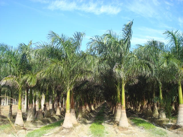 roystonea-regia-roystonea-elata-florida-royal-palm-cuban-royal-palm-royal-palm