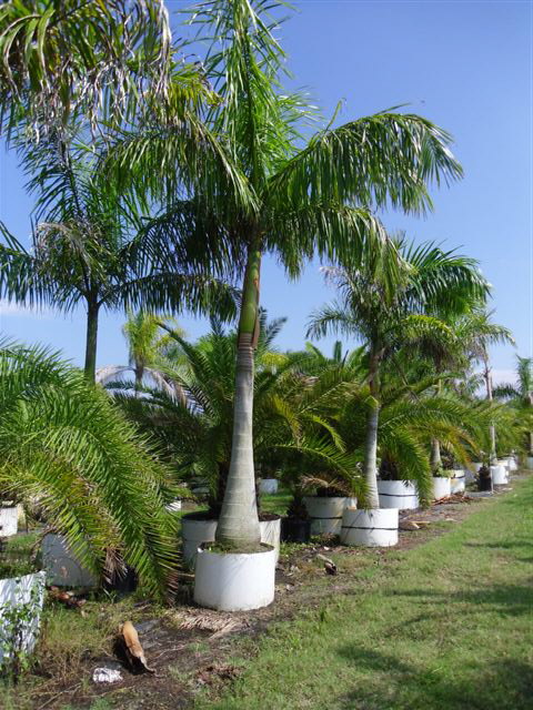 roystonea-regia-roystonea-elata-florida-royal-palm-cuban-royal-palm-royal-palm