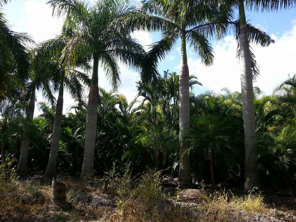 roystonea-regia-roystonea-elata-florida-royal-palm-cuban-royal-palm-royal-palm